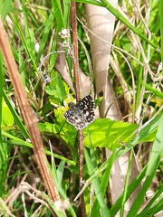 Spialia galba