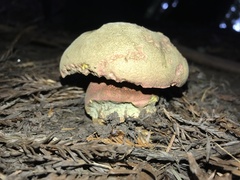 Rubroboletus pulcherrimus
