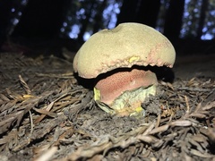 Rubroboletus pulcherrimus