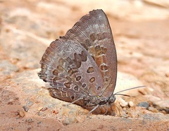 Arhopala amantes