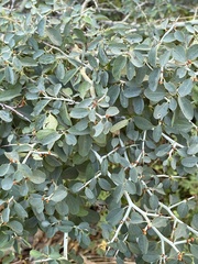 Ceanothus cordulatus
