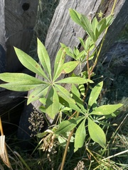 Lupinus polyphyllus