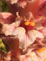 Orobanche rosea
