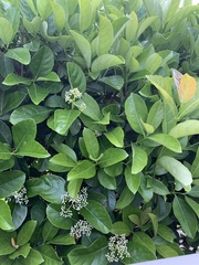 Viburnum odoratissimum
