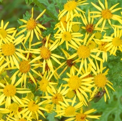 Jacobaea