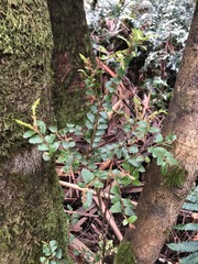 Nothofagus cunninghamii