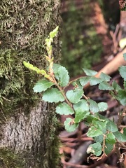 Nothofagus cunninghamii