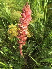 Orobanche rosea