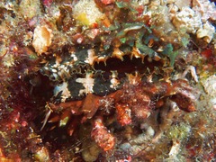 Spondylus