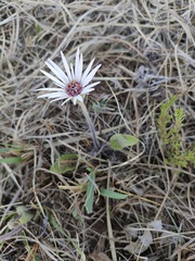 Gerbera viridifolia