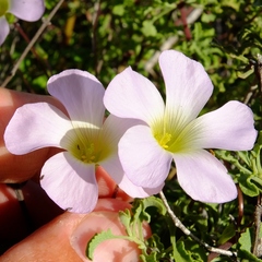 Oxalis comosa