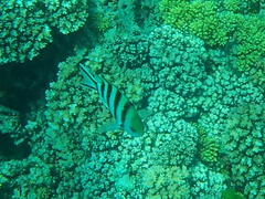 Abudefduf sexfasciatus