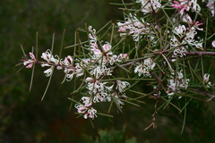 Hakea decurrens physocarpa