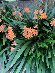 Clivia miniata