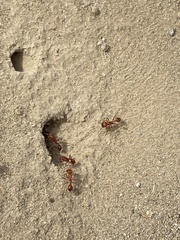 Pogonomyrmex californicus