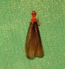 Zootermopsis