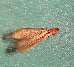 Zootermopsis