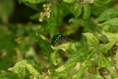 Chrysocoris