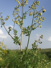 Thalictrum sultanabadense