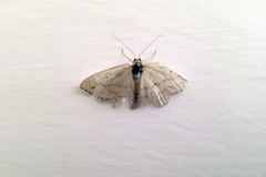 Scopula nigropunctata