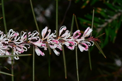 Hakea decurrens physocarpa