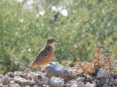 Chersomanes albofasciata