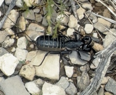 Mastigoproctus giganteus