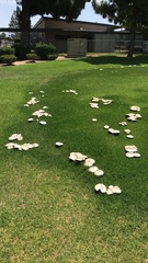 Chlorophyllum molybdites