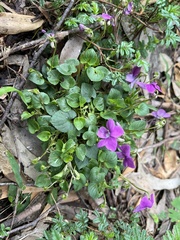 Viola odorata
