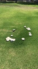 Chlorophyllum molybdites