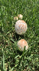 Chlorophyllum molybdites