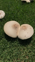 Chlorophyllum molybdites