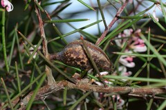 Hakea decurrens physocarpa