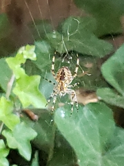 Araneus