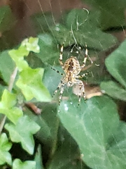 Araneus