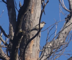 Melithreptus brevirostris