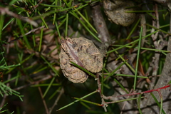 Hakea decurrens physocarpa