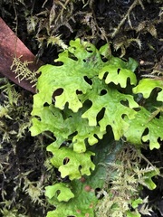Lobariaceae