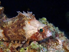 Scorpaenidae