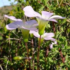 Oxalis comosa