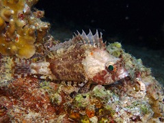 Scorpaenidae