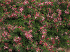 Calliandra eriophylla