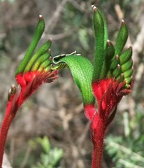 Anigozanthos manglesii