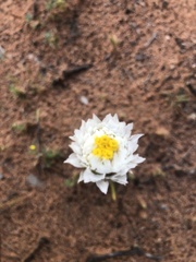 Polycalymma stuartii