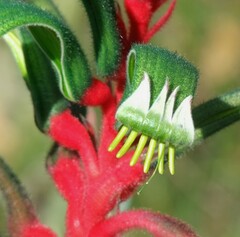 Anigozanthos manglesii
