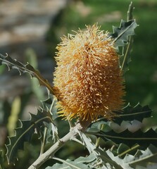 Banksia prionotes
