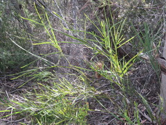 Bossiaea scolopendria