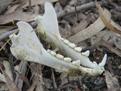 Pteropus poliocephalus