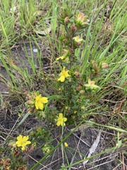 Hibbertia sericea