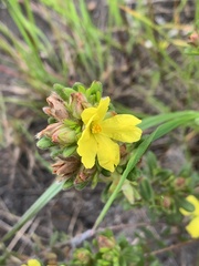 Hibbertia sericea